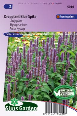 Agastache of dropplant BLUE SPIKE - ca 400 z