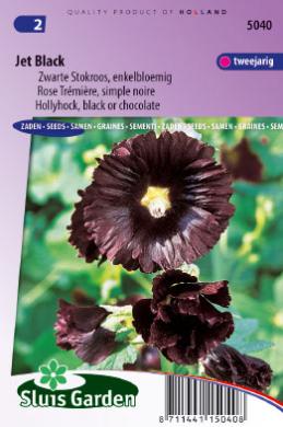 Althea rosea NIGRA JET BLACK - ca 55 s