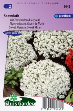 Alyssum Maritima SNEEUWTAPIJT - ca 625 z