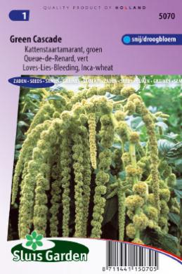 AMARANTHUS of KATTENSTAART,Amaranthus caudatus Green Cascade,750 zaden