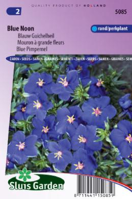 Anagallis linifolia BLUE NOON - ca 195 s