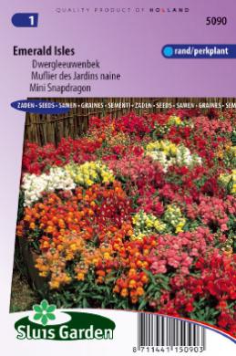 Antirrhinum majus pumilum EMERALD ISLES - ca 2200 s
