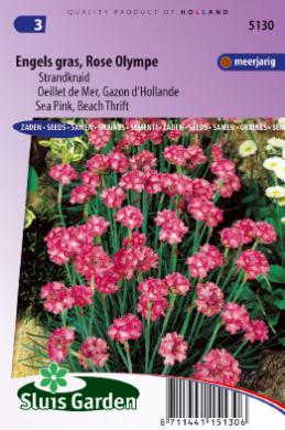 Armeria maritima of Engels gras OLYMPE ROSE - ca 80 z