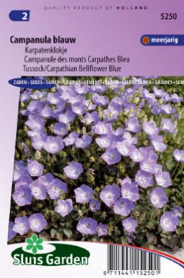 Campanula carpatica of Karpatenklokje - ca 2500 z