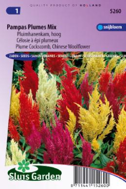 Celosia argentea PAMPAS PLUMES mix - ca 600 s