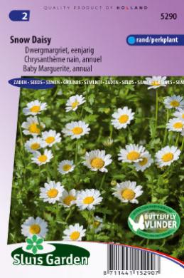 Chrysanthemum paludosum of margriet SNOW DAISY - ca 480 z
