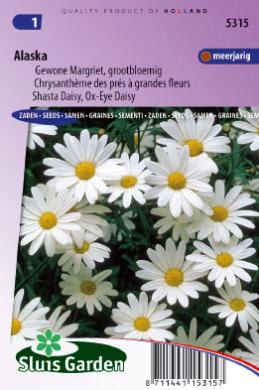 Chrysanthemum vulgare of margriet ALASKA - ca 300 z
