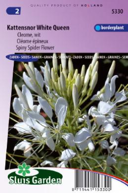 Cleome spinosa of kattensnor WHITE QUEEN - ca 180 z