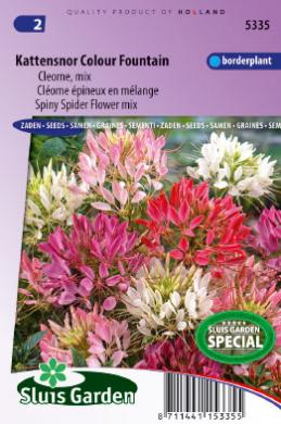 Cleome spinosa of kattensnor COLOUR FOUNTAIN mix - ca 180 z