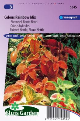 Coleus blumei RAINBOW mix - ca 350 s