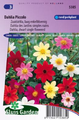 Dahlia variabilis PICCOLO mix - ca 90 s