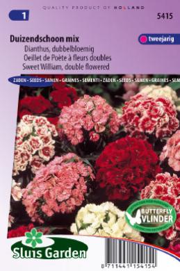 Dianthus barbatus - ca 570 s
