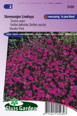 Dianthus deltoides erectus LINDOYA - ca 550 s
