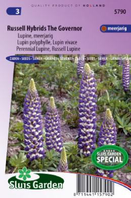 Lupinus polyphyllus THE GOVERNOR - ca 75 s