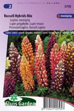 Lupinus polyphyllus RUSSELL HYBRIDS MIX - ca 75 z