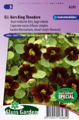 Tropaeolum majus nanum KING THEODORE - ca 32 z