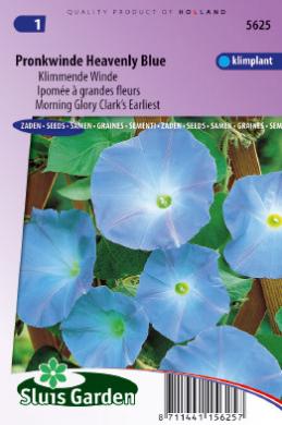 Ipomoea tricolor HEAVENLY BLUE - ca 75 s