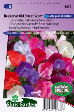 Lathyrus odoratus OLD SWEET SCENT - ca 30 s