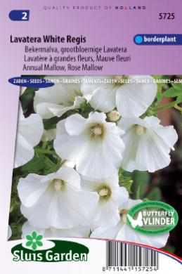 Lavatera trimestris WHITE REGIS - ca 50 s