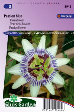 Passiflora coerulea PASSION BLUE - ca 55 z