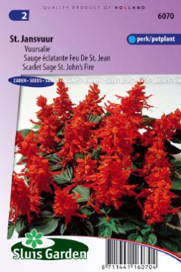 Salvia splendens feu de  ST. JEAN -  ca 90 s