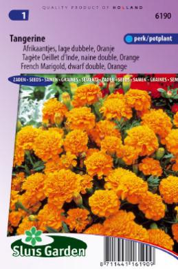 Tagetes patula nana of afrikaan TANGERINE - ca 165 z