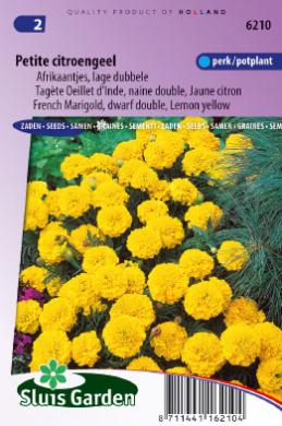 Tagetes patula nana of afrikaan PETITE CITROENGEEL - ca 130 z