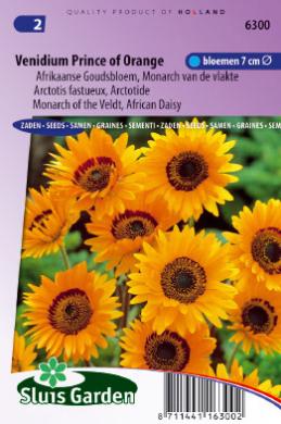 Venidium fastuosum PRINCE OF ORANGE - ca 375 z