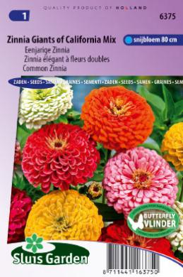 Zinnia elegans REUZEN VAN CALIFORNIE mix - ca 100 z