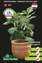[01-000601] Aubergine of eierplant PATIO BABY F1 - ca. 10 z