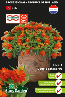 Zinnia Marylandica Zahara Fire double - ca 25 s