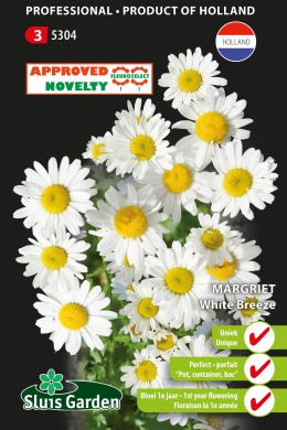 Chrysanthemum pallens of margriet WHITE BREEZE - ca 100 z