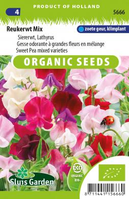 Lathyrus odoratus GRANDIFLORUS - ca 35 s