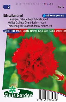 Dianthus caryophyllus chabaud ETINCELLANT RED - ca 90 s