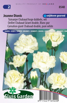 Dianthus caryophyllus chabaud JEANNE DIONIS - ca 90 s
