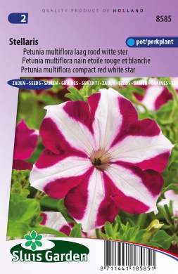 Petunia nana compacta STELLARIS - ca 0,1 g