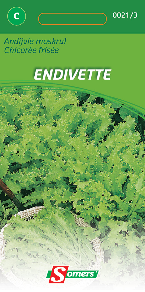 Chicorée scarole pour toute l'année ENDIVETTE - ca. 4 g