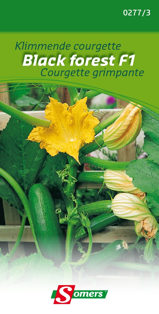 Courgette grimpante BLACK FOREST F1 - ca 7 s