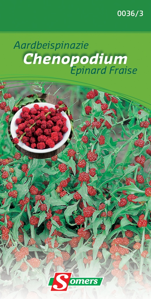 Aardbeispinazie CHENOPODIUM CAPITATUM - ca 0,5 g