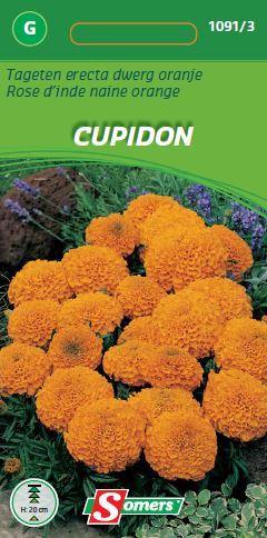 Tagetes erecta CUPIDON dwerg oranje - ca 0,5 g
