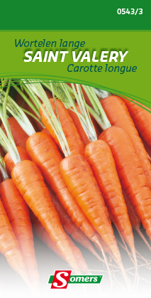 CAROTTE FOURAGERIE ROUGE SAINT VALERIE - ca 5 g