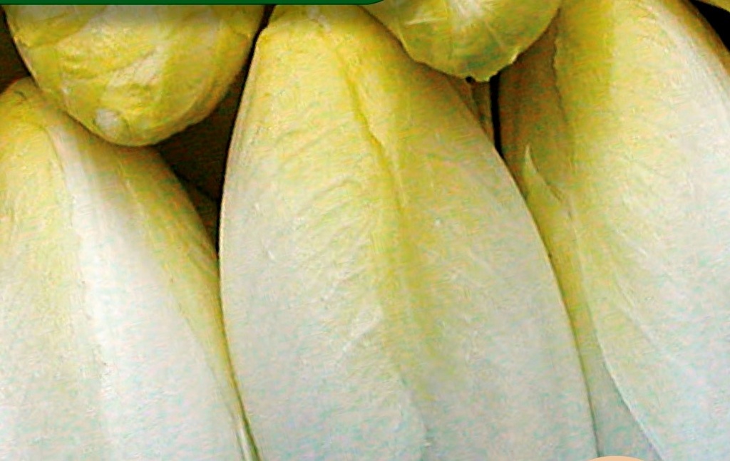 Chicorée witlof CRENOLINE F1 - ca 4 g