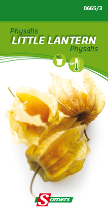 Physalis edulis of ananaskers LITTLE LANTERN - ca 2 g
