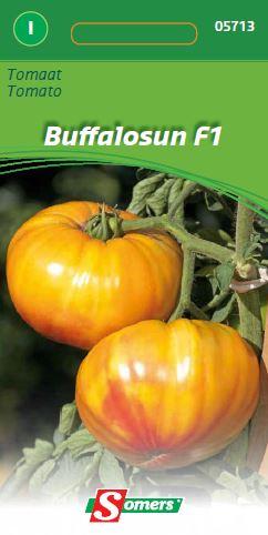 Tomates charnues BUFFALO SUN F1 - ca 12 s