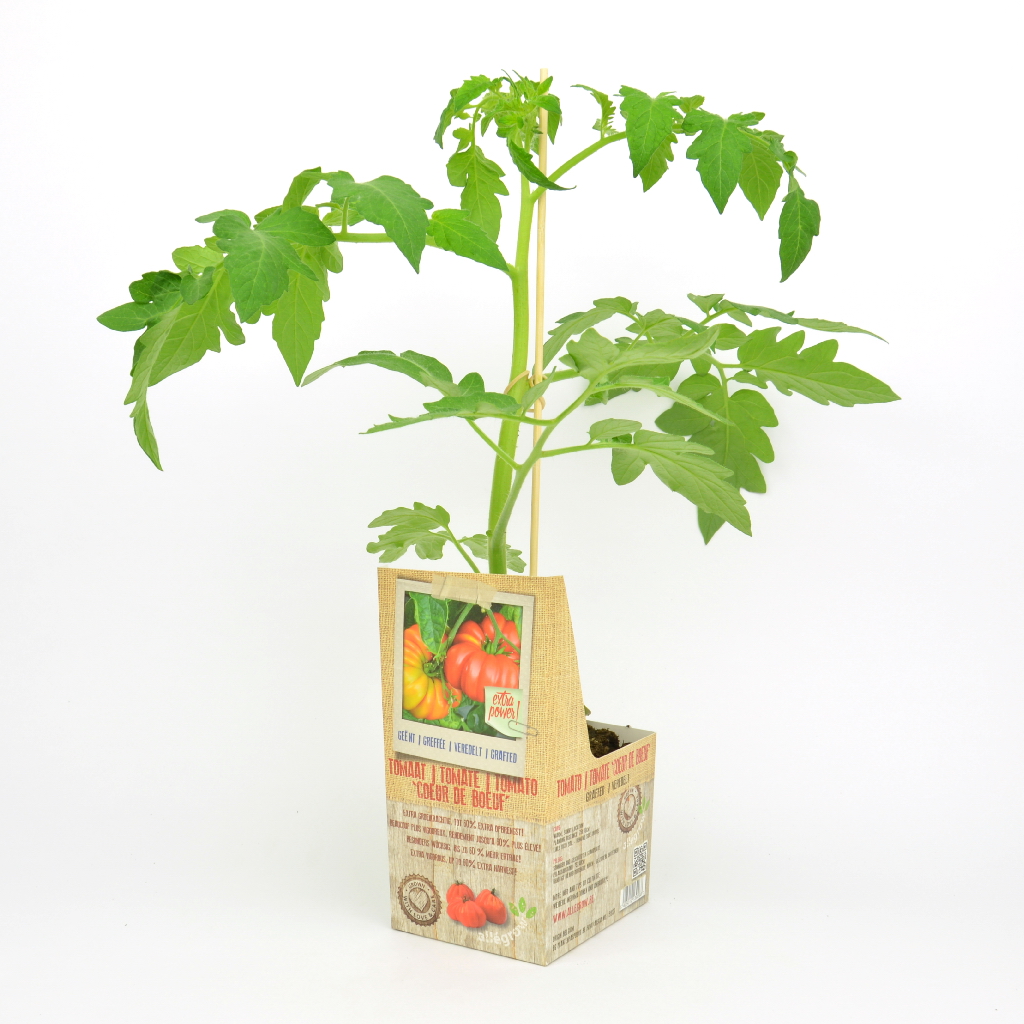 Geënte plant tomaat COEUR DE BOEUF - 1 stuk geënt op onderstam