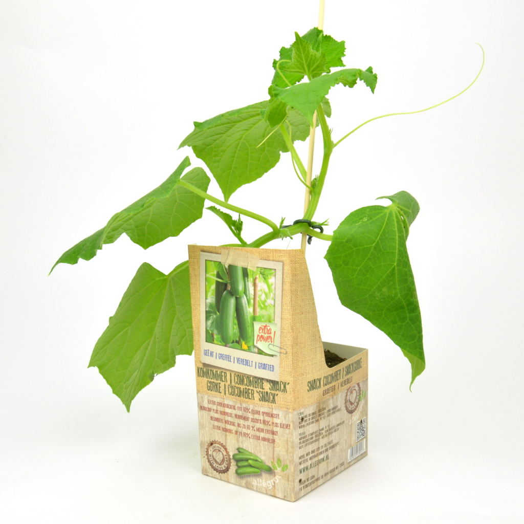 Geënte plant SNACK-KOMKOMMER - 1 stuk geënt op onderstam