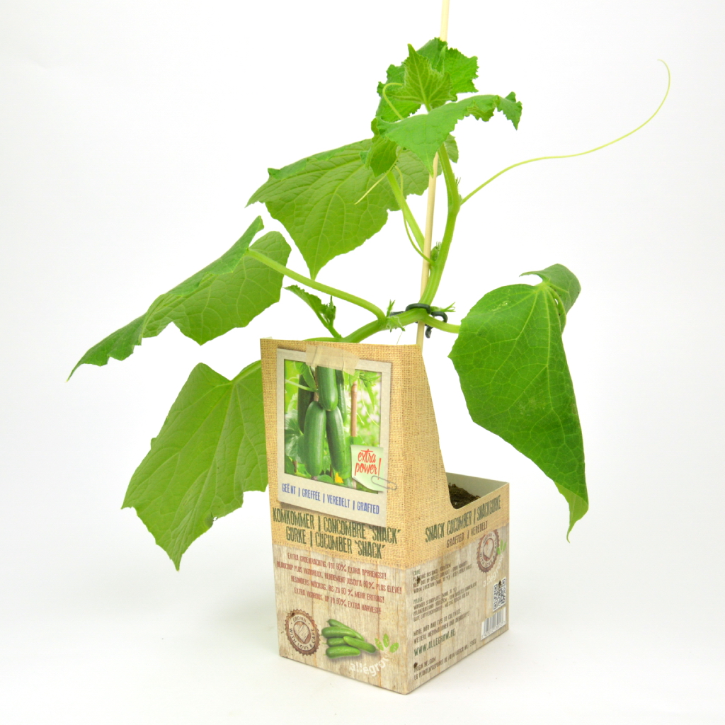 Greffée plant CONCOMBRE-MINI - 1 pièce greffé sur porte-greffe