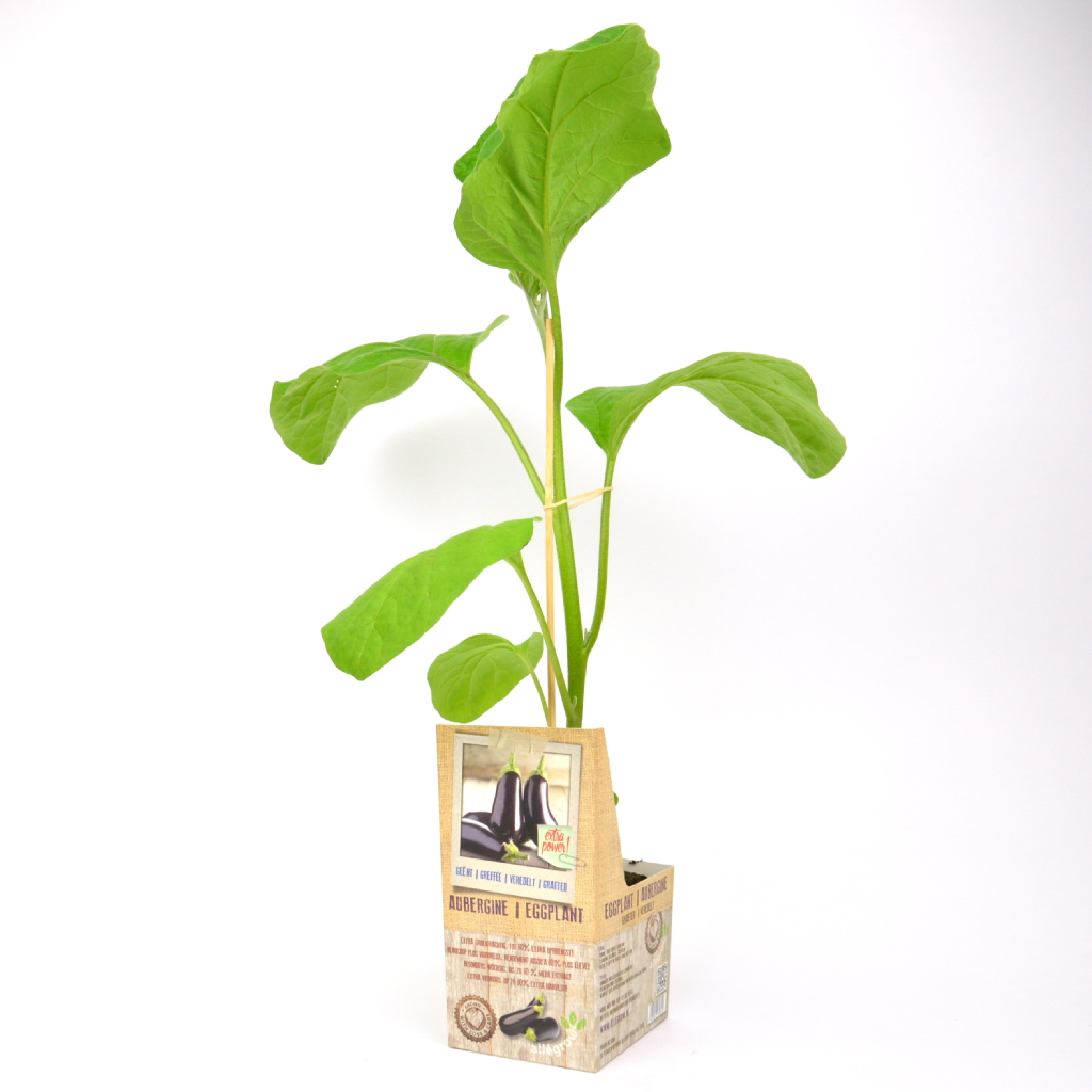 Geënte plant AUBERGINE - 1 stuk geënt op onderstam