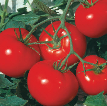 Geënte plant tomaat ADMIRO F1 MET ÉÉN STENGEL - 1 stuk geënt op onderstam