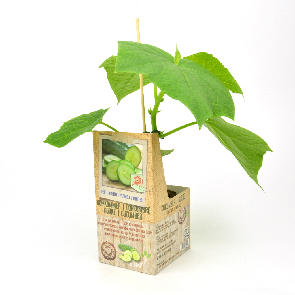 Greffée plant concombre GRENDEL F1 - 1 pièce greffé sur porte-greffe